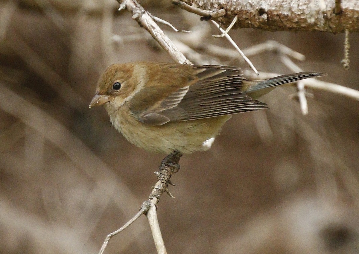 Indigo Bunting - ML219830391