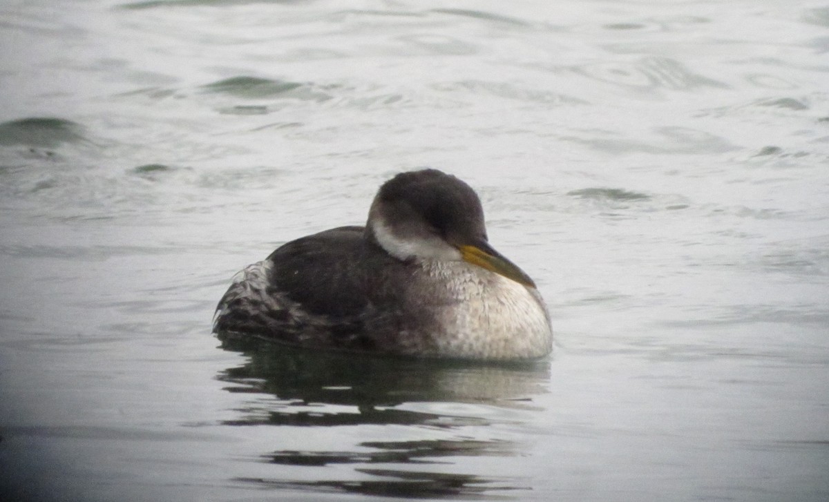 Red-necked Grebe - ML219830601