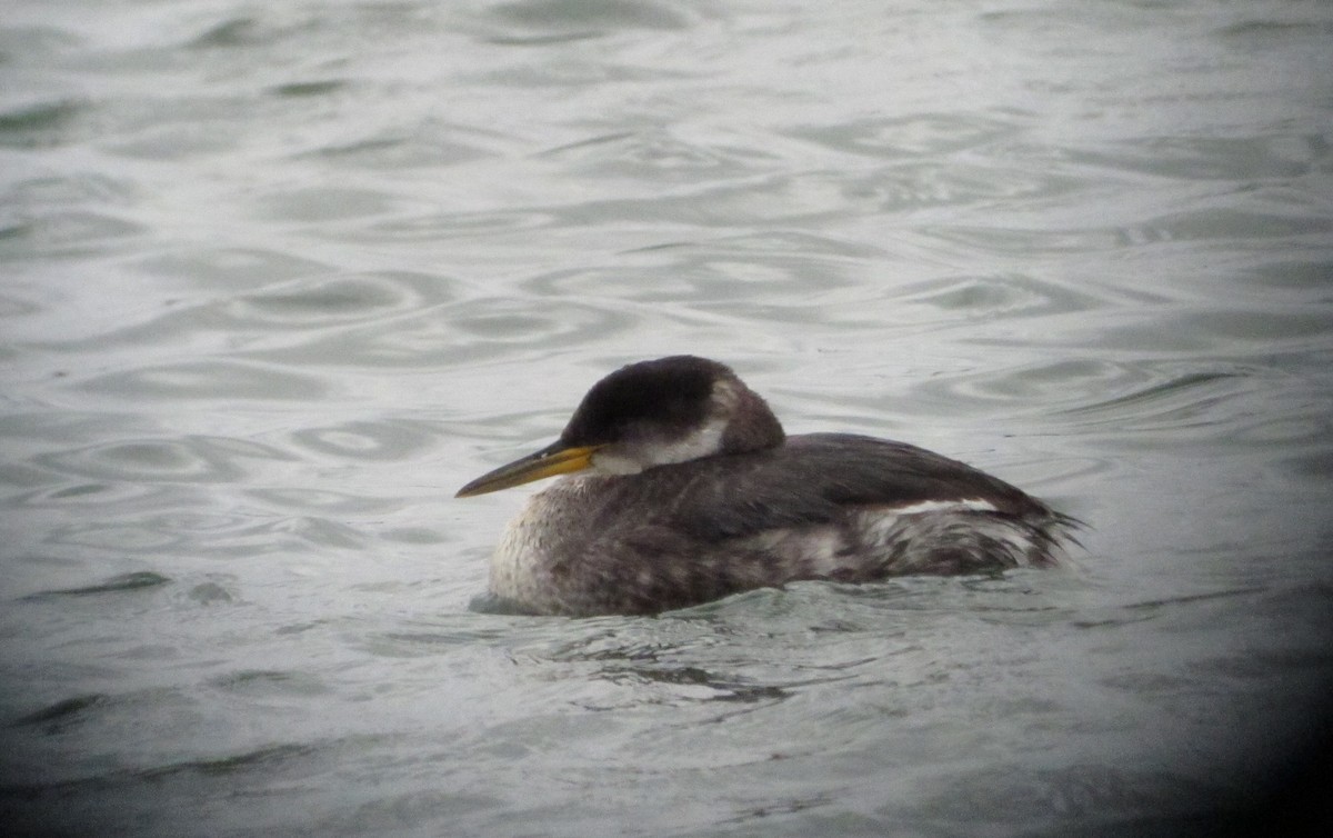 Red-necked Grebe - ML219830611