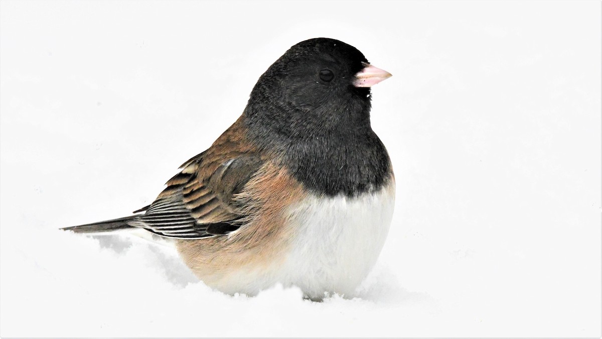 Dark-eyed Junco (Oregon) - ML219832701