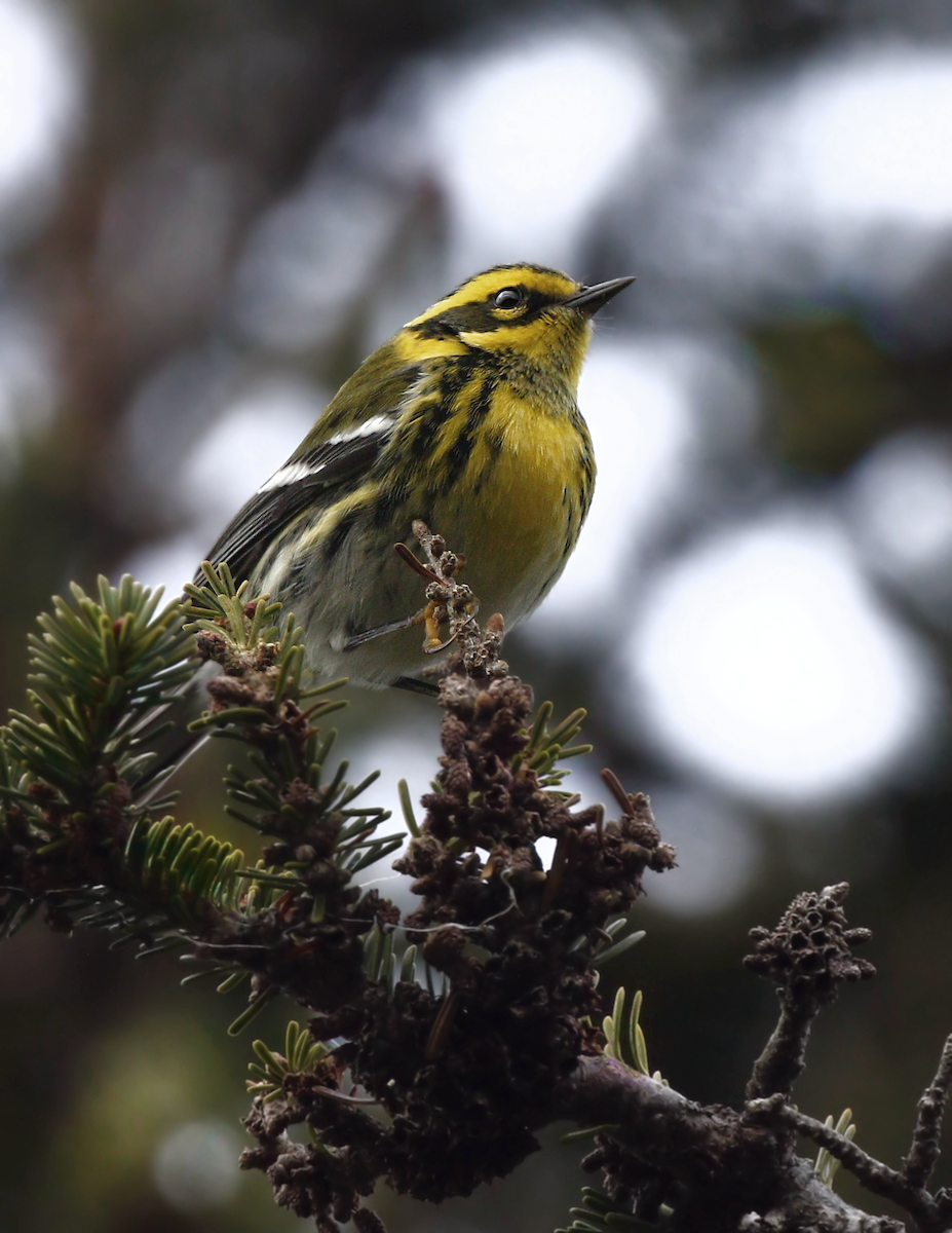 Townsend's Warbler - ML219833221