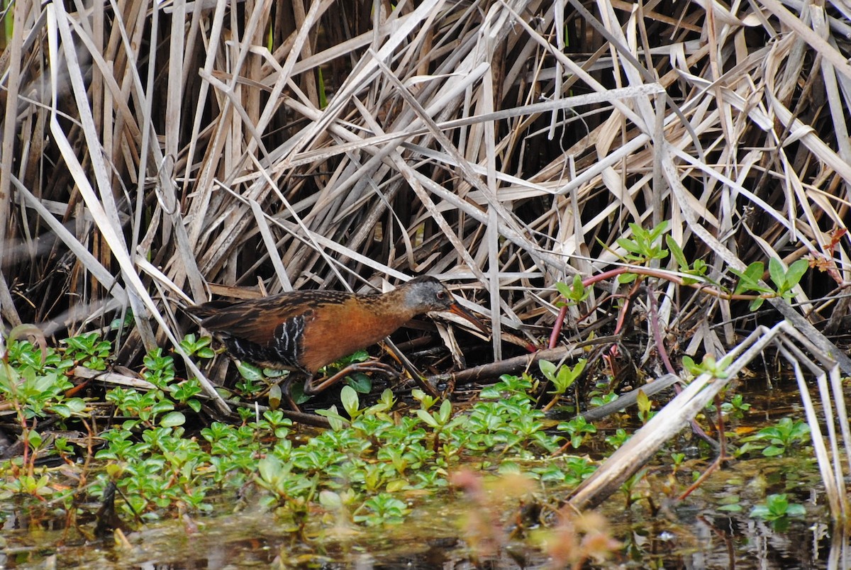 Virginia Rail - ML219833431