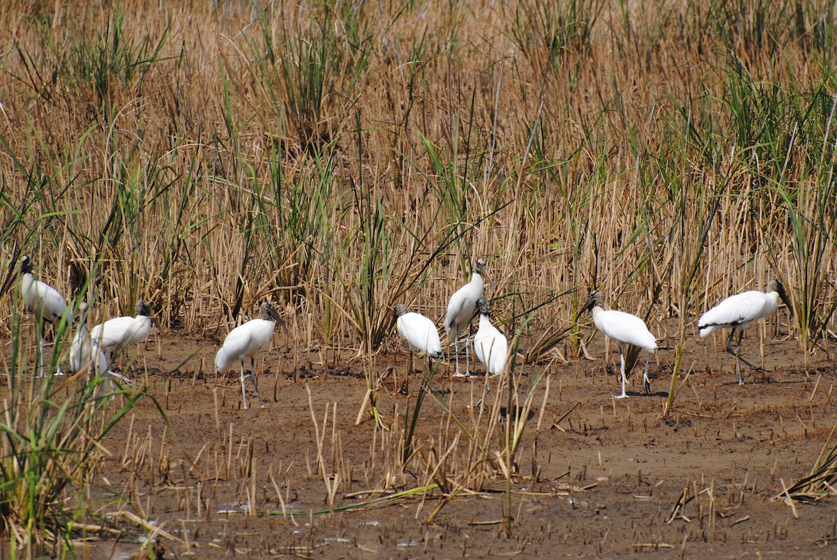 Wood Stork - ML219833931