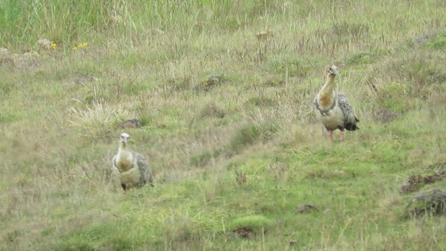 Andean Ibis - ML219833971