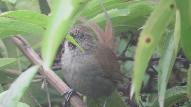 Puna Thistletail - ML219834481