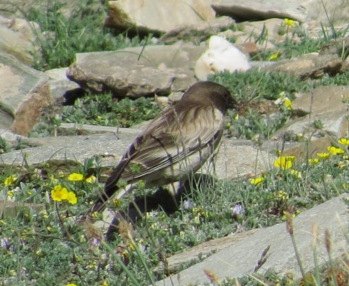 Black-headed Mountain Finch - ML219834541