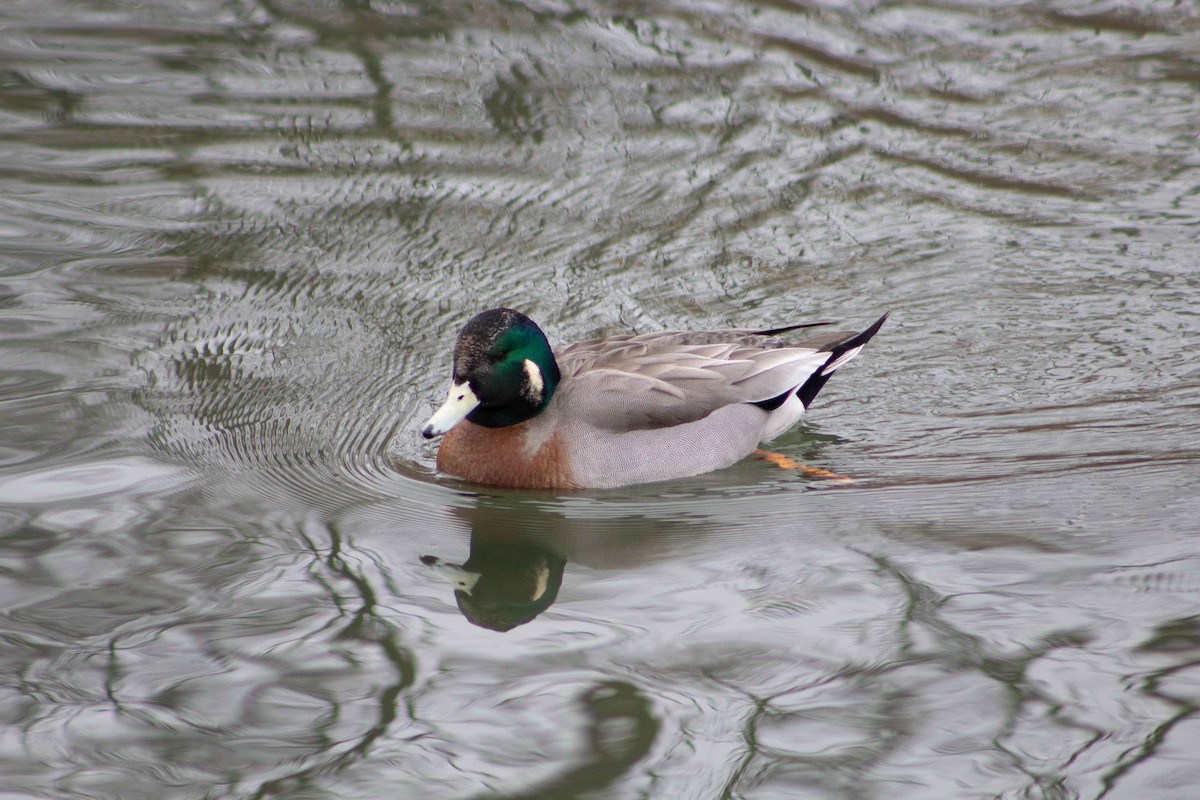 American Wigeon x Mallard (hybrid) - ML219835001