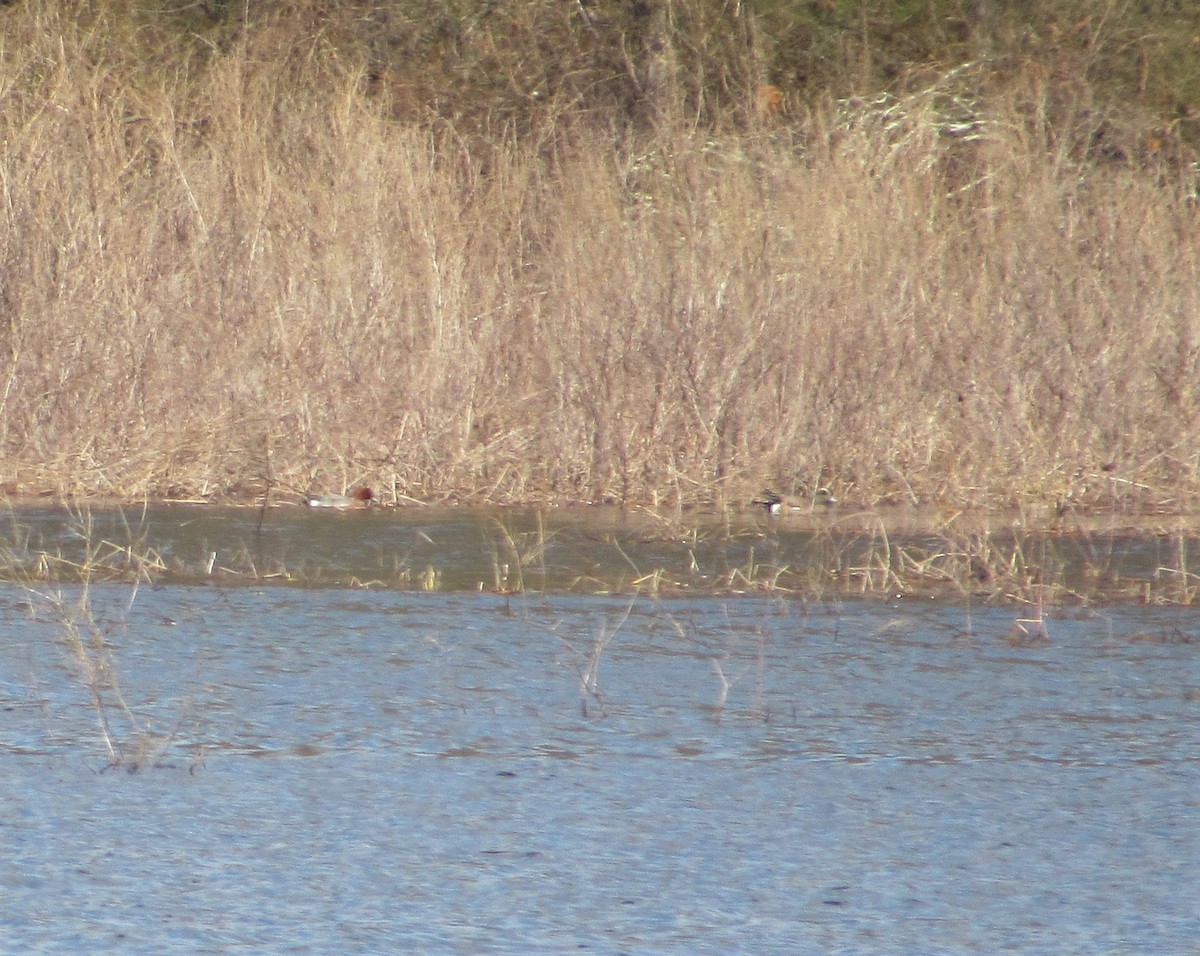 Eurasian Wigeon - ML219835261