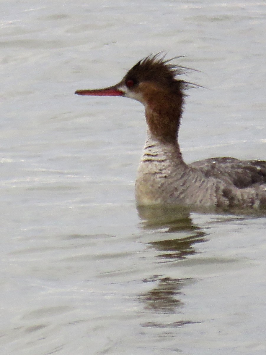Сэвгэр бохио - ML219836891