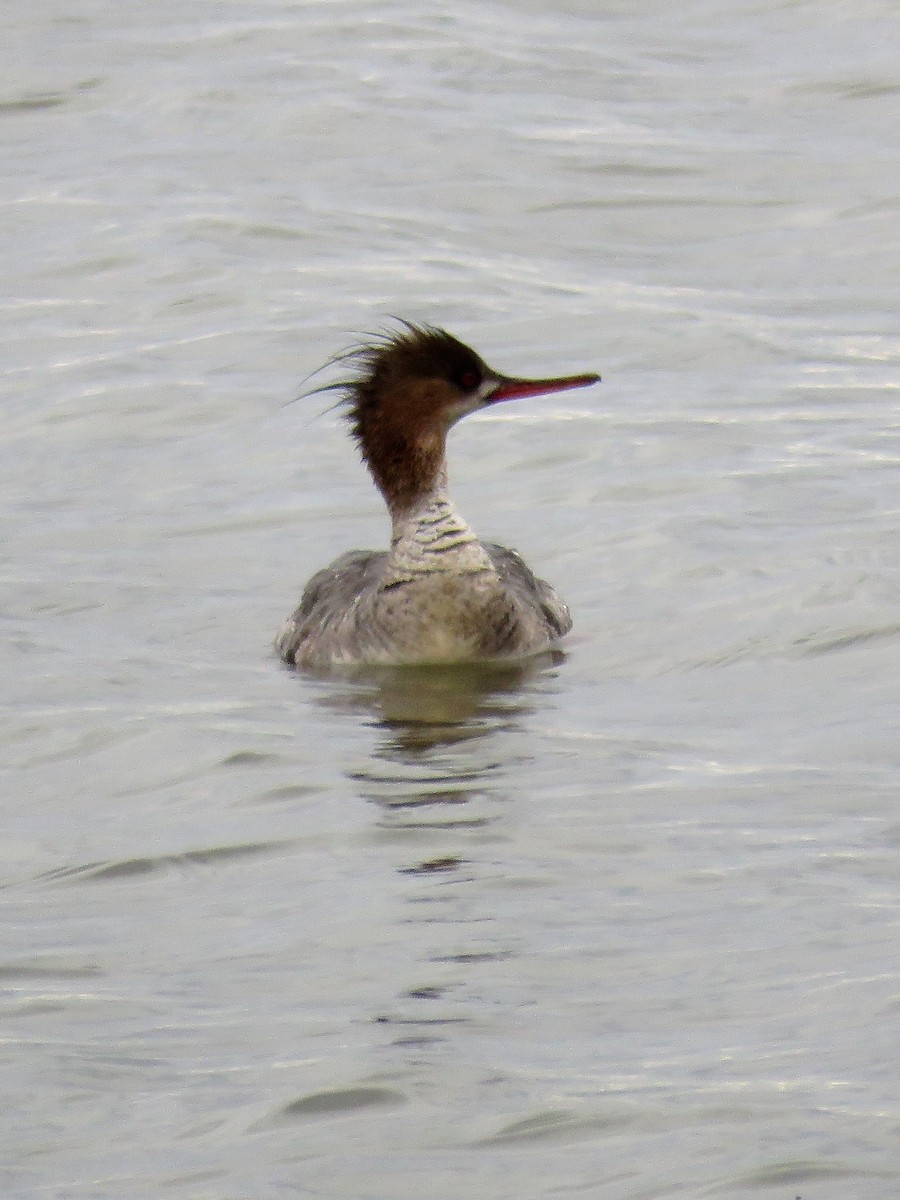 Сэвгэр бохио - ML219836921