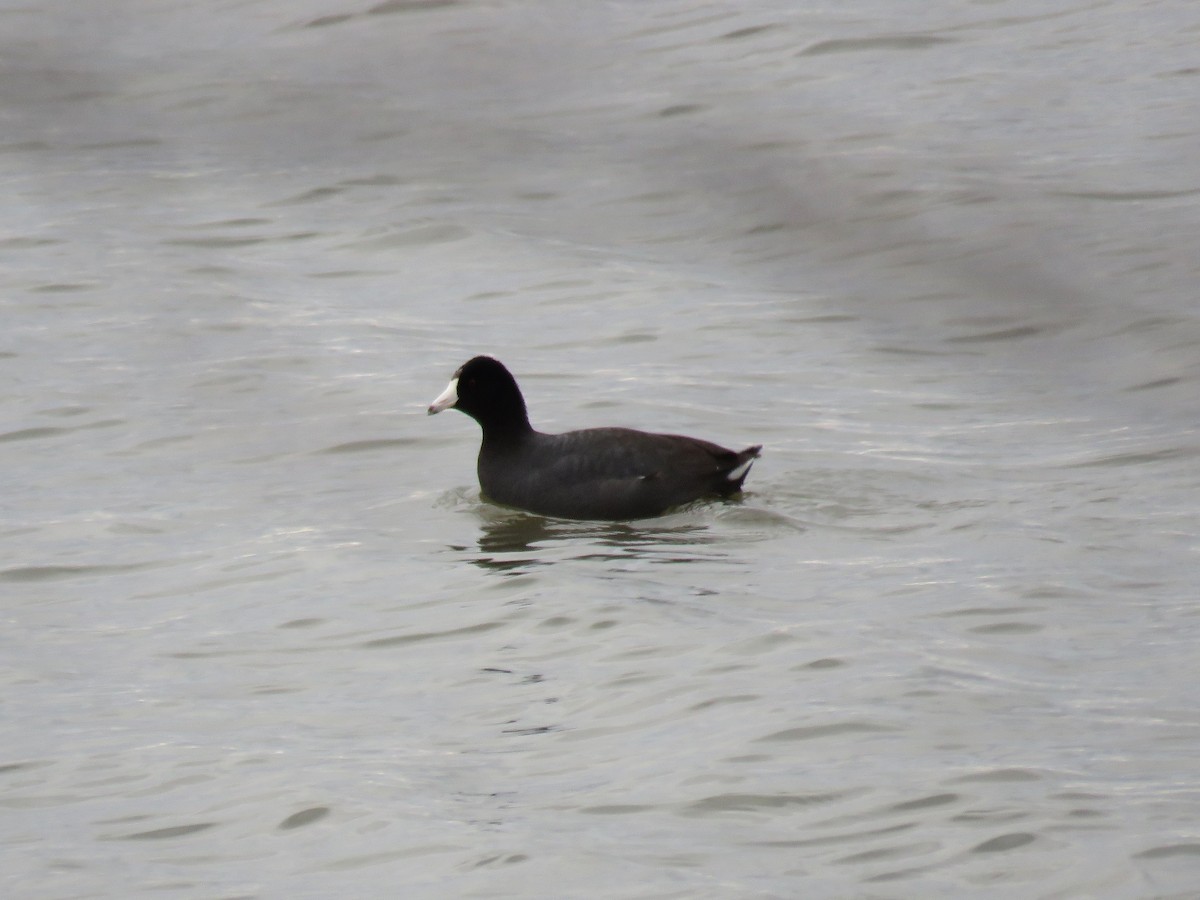 American Coot - ML219836981