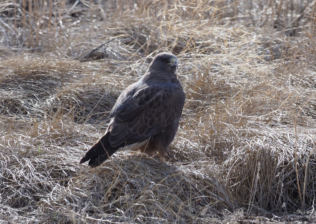 Swainson's Hawk - Stephan Lorenz