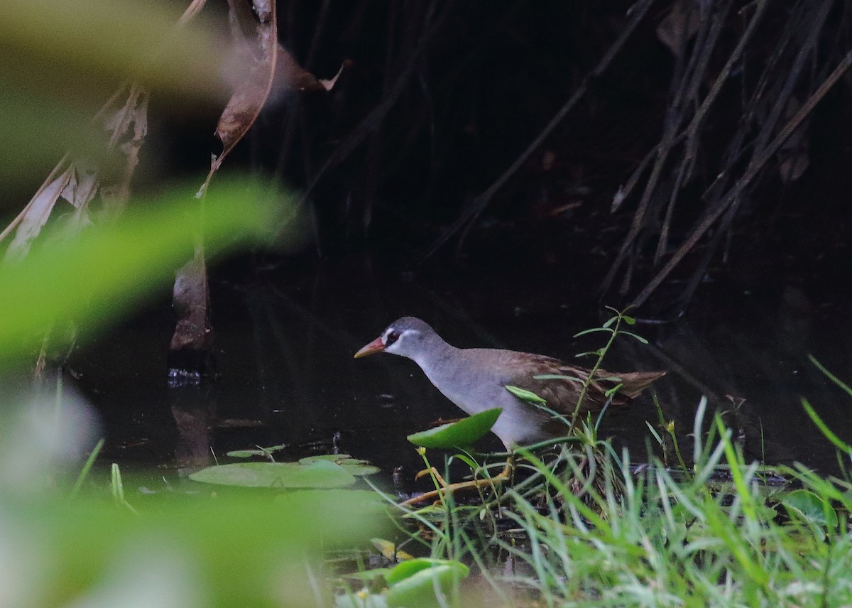 White-browed Crake - ML219837541