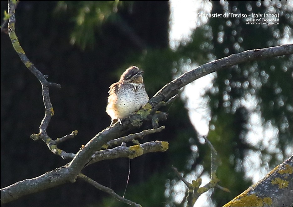 Eurasian Wryneck - Luca Boscain