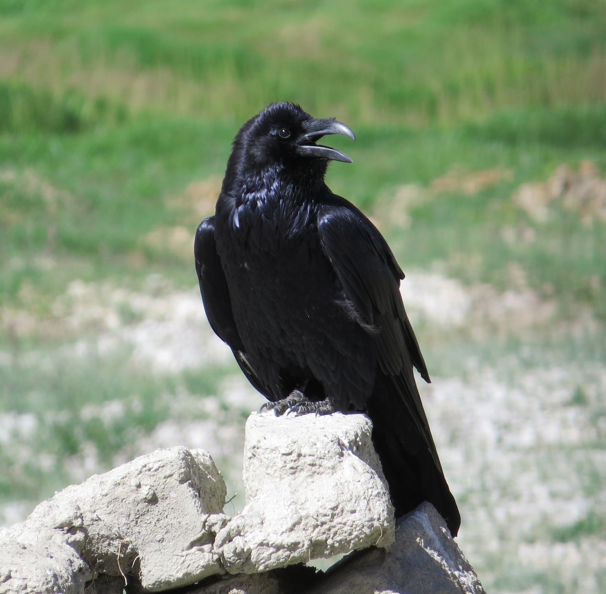 Common Raven - ML219838281