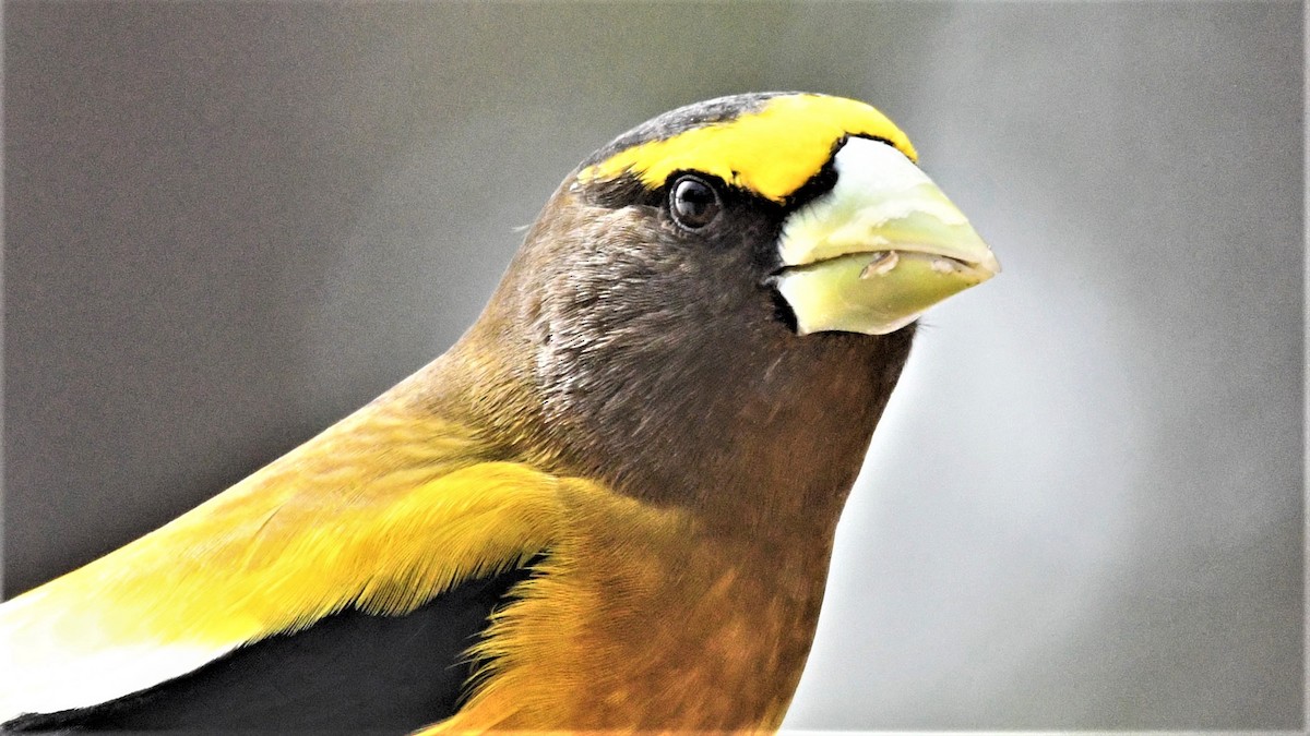 Evening Grosbeak - ML219838701