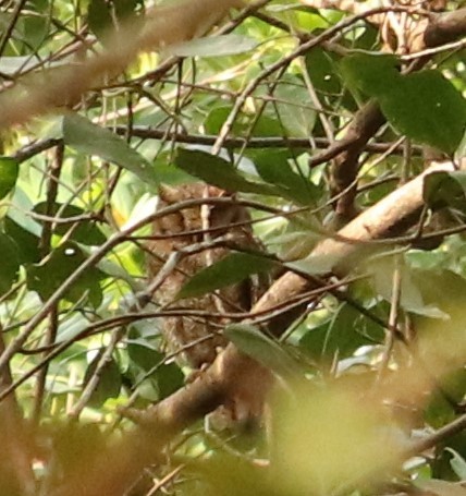 Tropical Screech-Owl - Anonymous