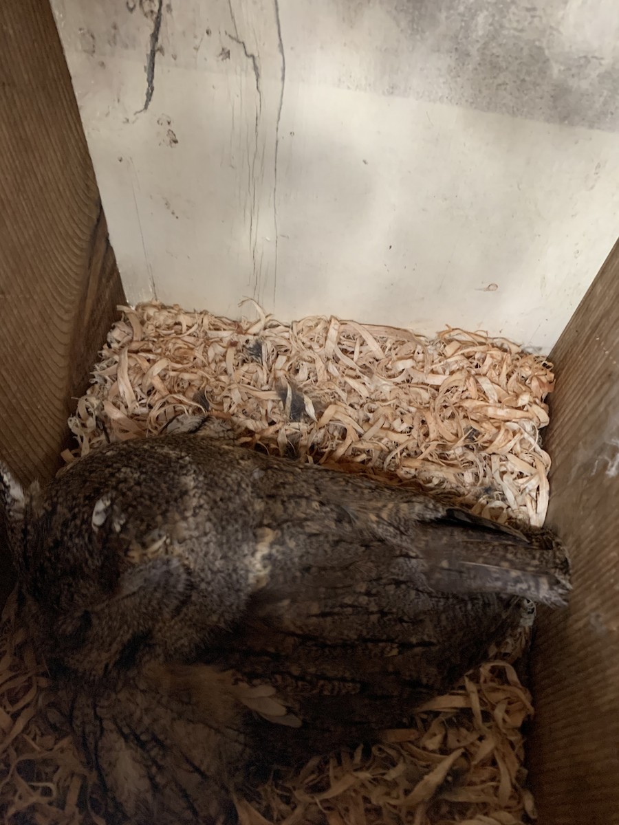 výreček americký - ML219839241