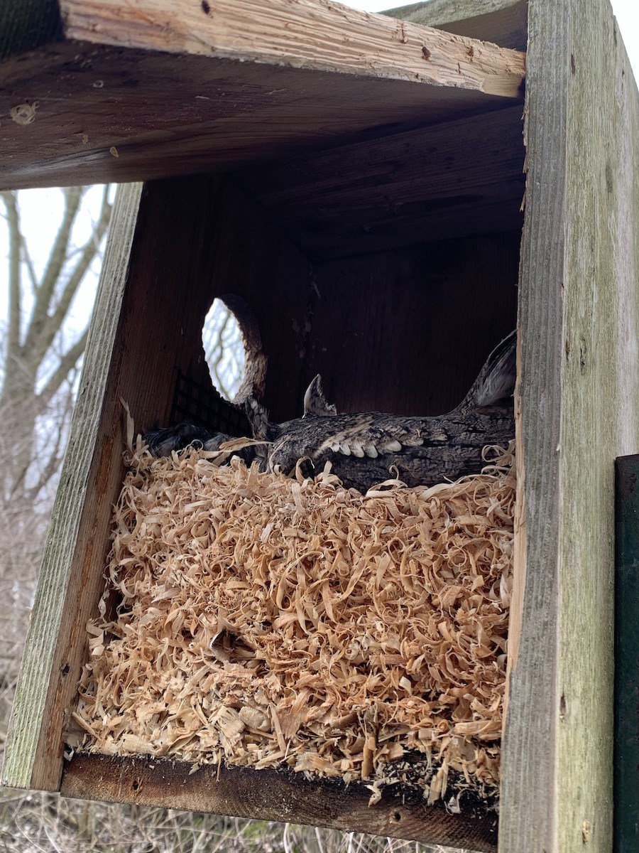 výreček americký - ML219839271