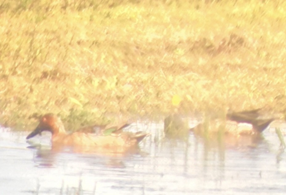 Cinnamon Teal - Dan Cowell