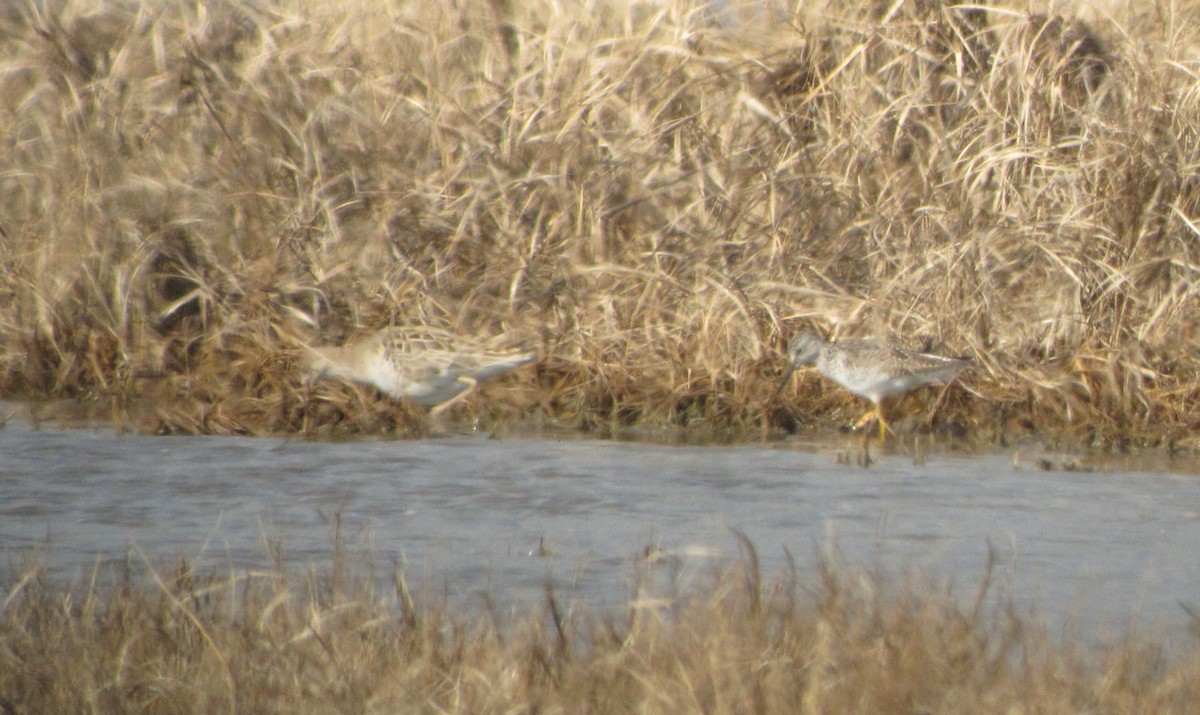 Kampfläufer - ML219840801