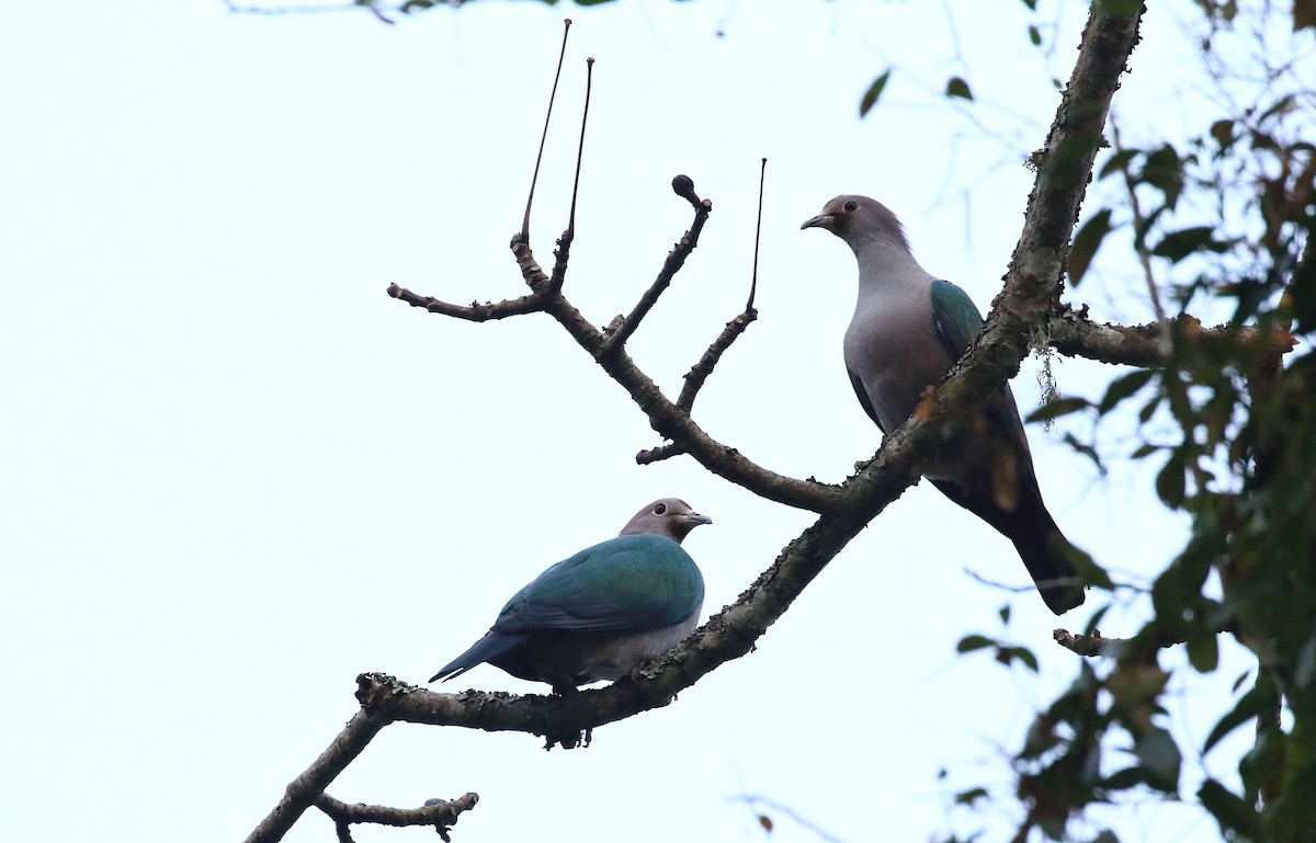 Green Imperial-Pigeon - ML219841611