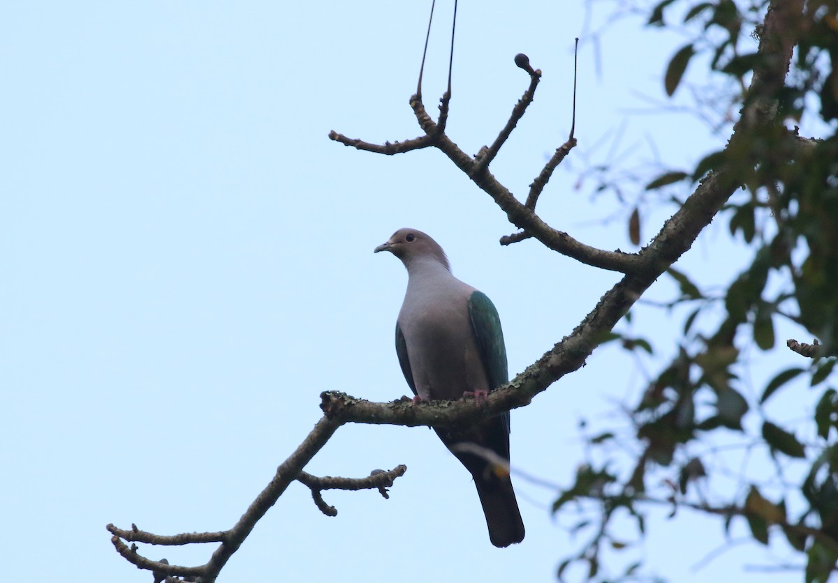 Green Imperial-Pigeon - ML219841721