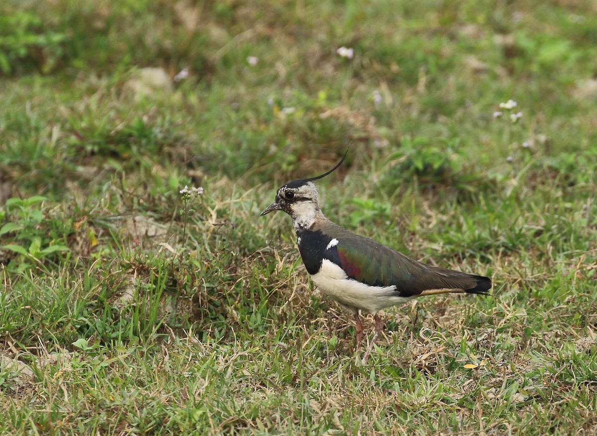 Northern Lapwing - Mangesh Prabhulkar