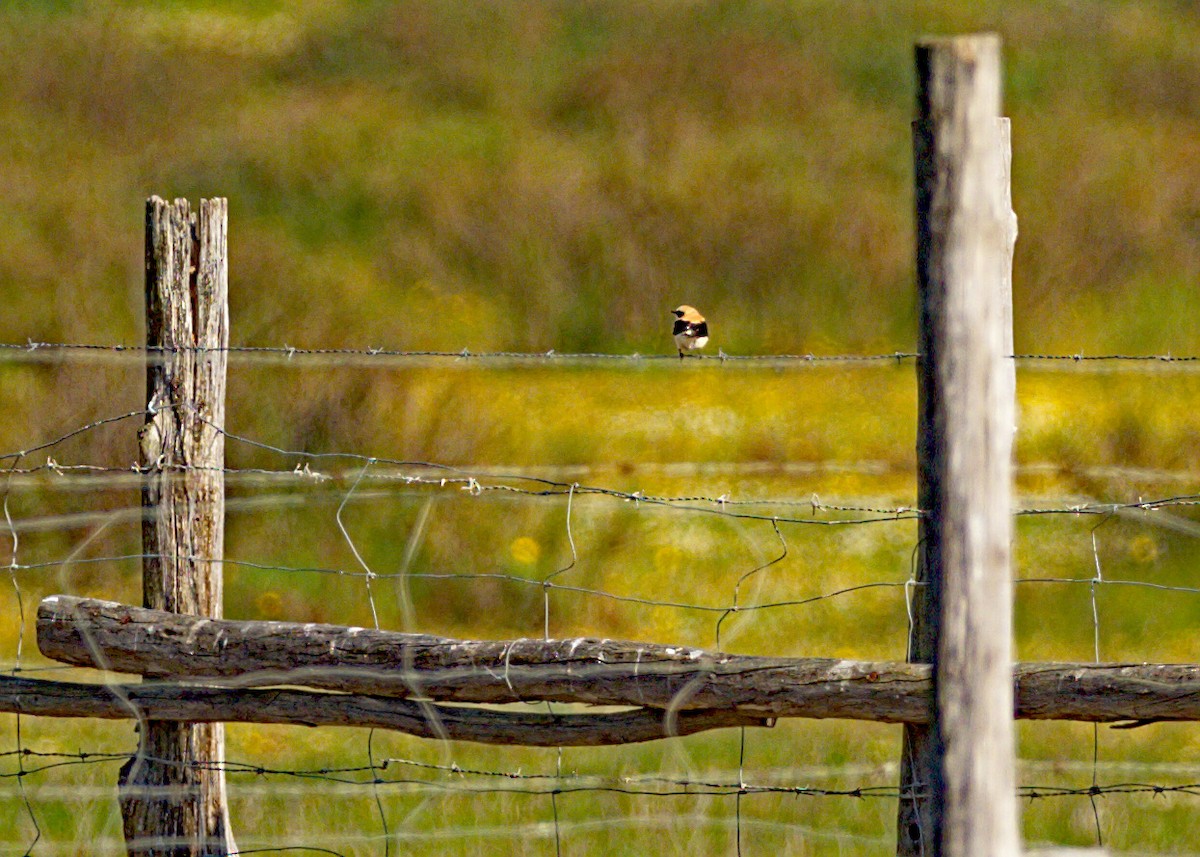 Western Black-eared Wheatear - ML219842141