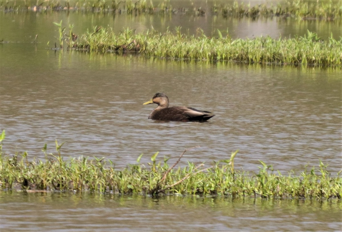 American Black Duck - ML219842481