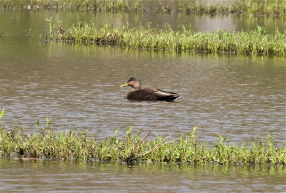 American Black Duck - Daniel Kaplan