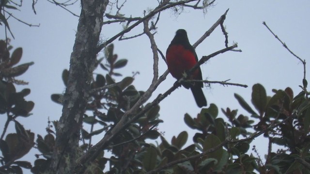 Tangara Ventriescarlata - ML219842581