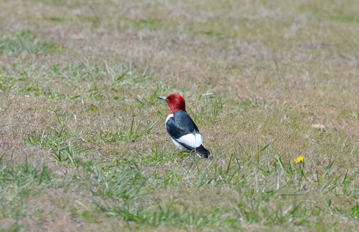 Red-headed Woodpecker - ML219842961