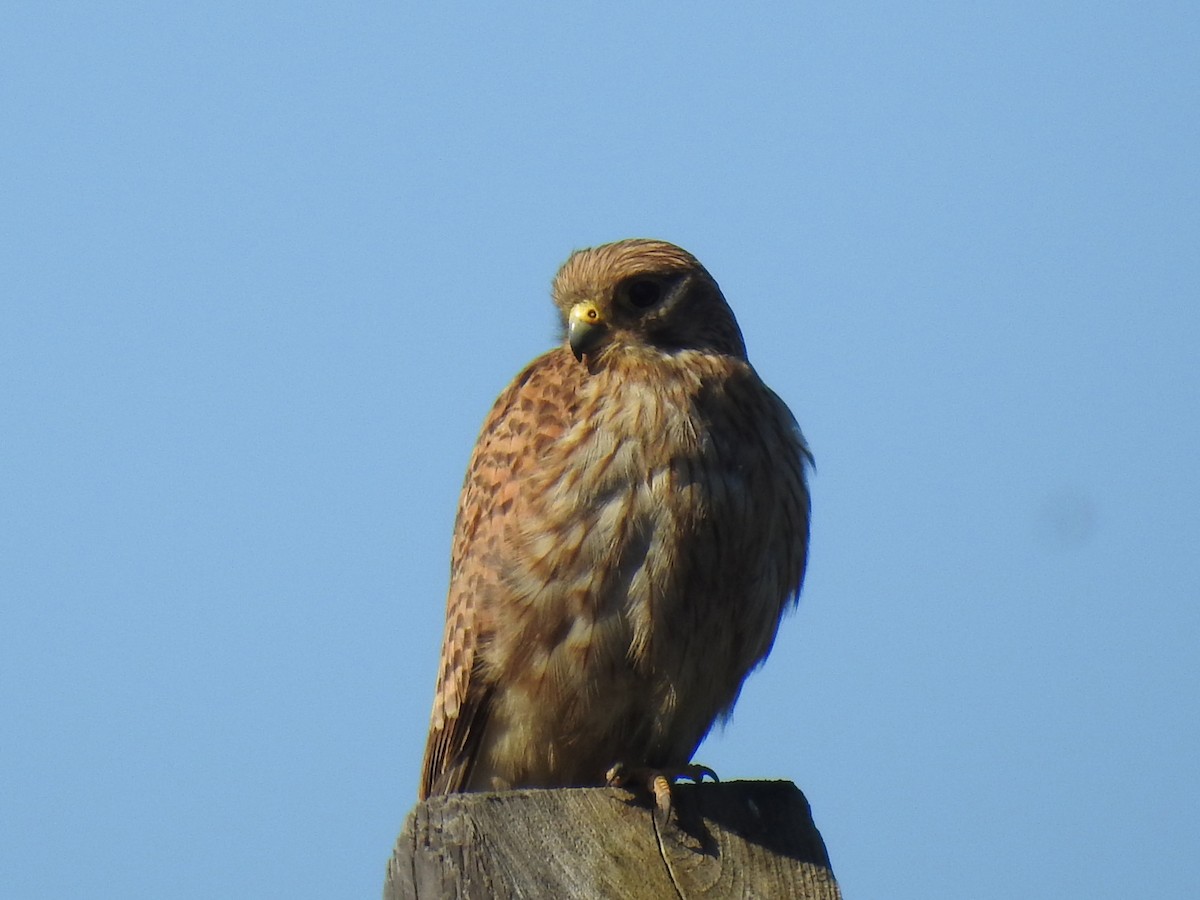 Eurasian Kestrel - ML219843691