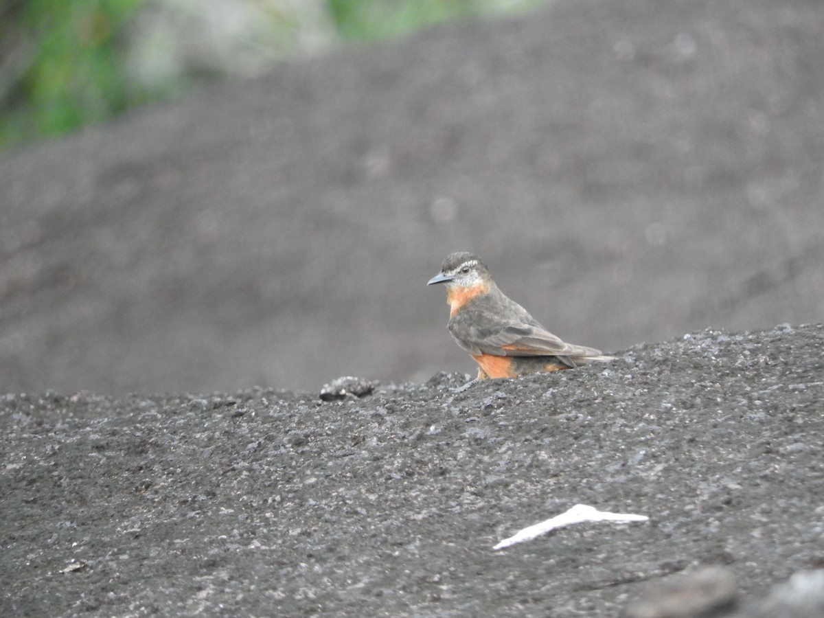 Cliff Flycatcher - ML219845631