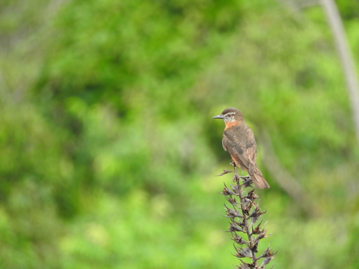 Cliff Flycatcher - ML219845641