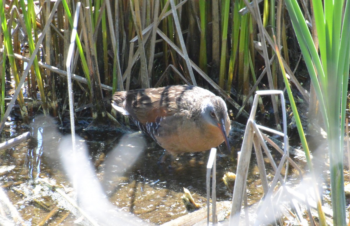 Virginia Rail - Mike McBrien