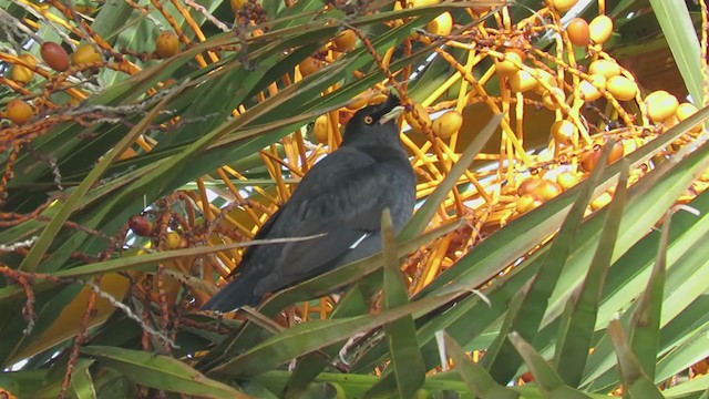 Crested Myna - ML219847581