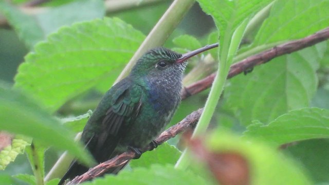 kolibřík safírový - ML219847741