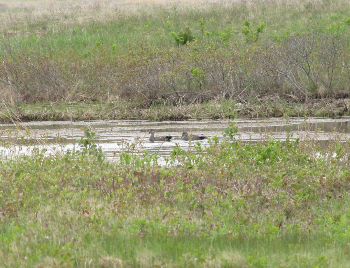 Gadwall - ML21984791