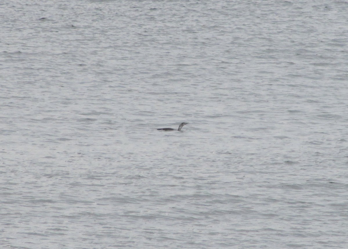 Red-throated Loon - ML21984801