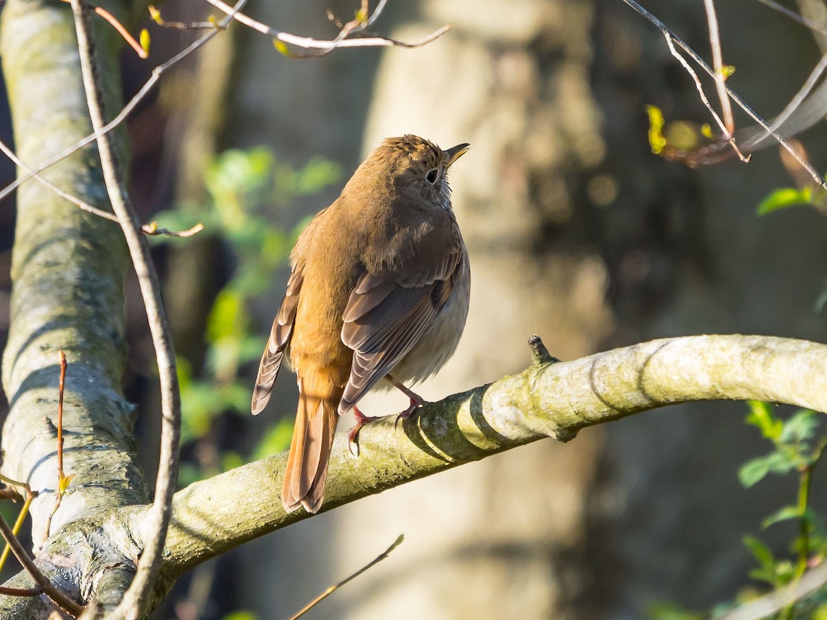 thrush sp. - ML219848691