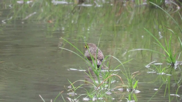 Yellow-browed Sparrow - ML219848711