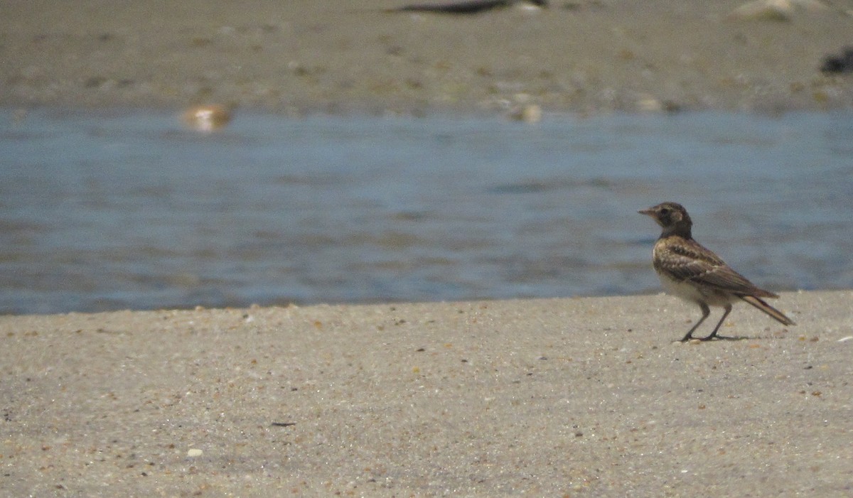 Horned Lark - Mike McBrien