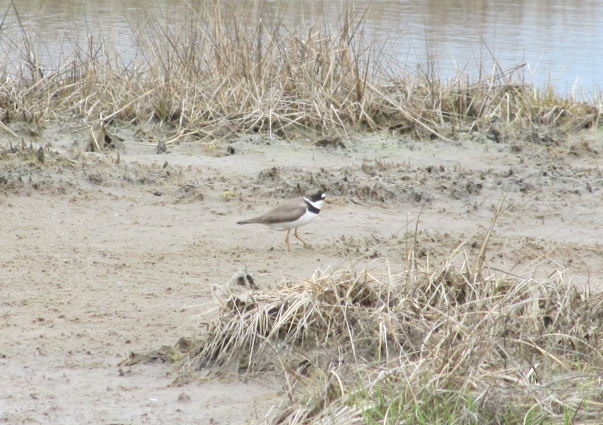 Semipalmated Plover - ML21984901