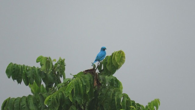 Plum-throated Cotinga - ML219849171