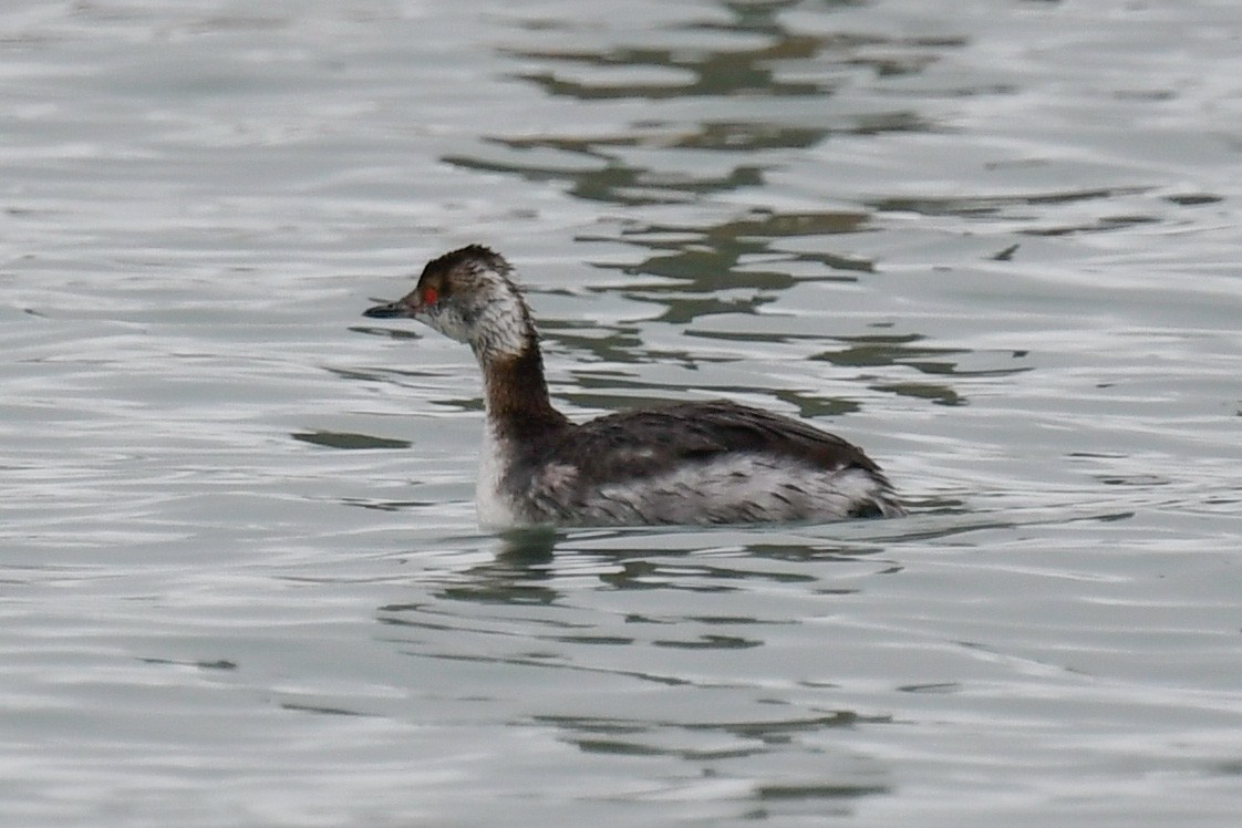 Horned Grebe - ML219849331