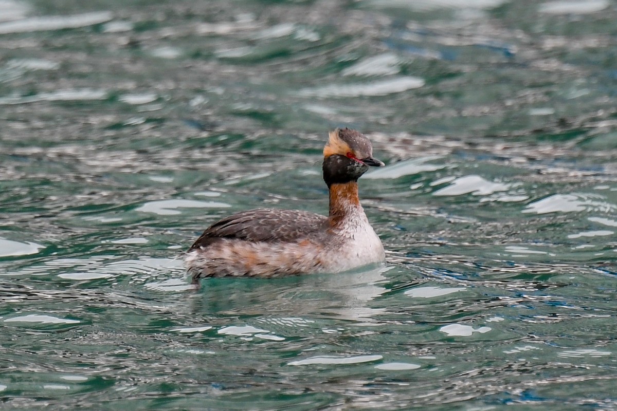 Horned Grebe - ML219849371