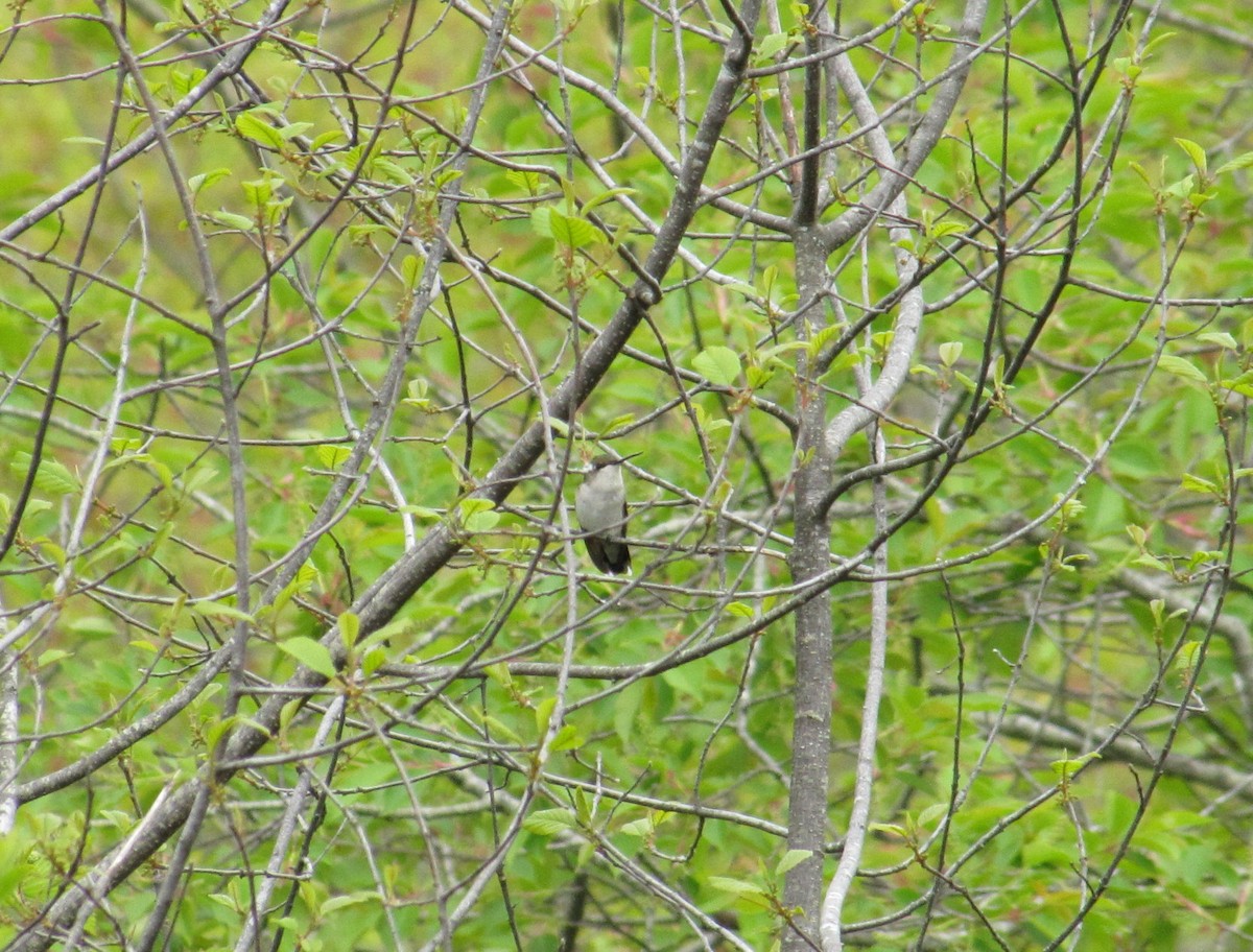 Ruby-throated Hummingbird - ML21984951