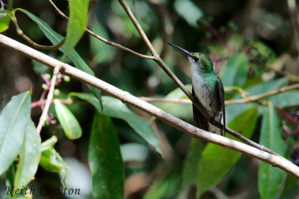 White-bellied Hummingbird - Keith Cowton